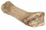 Fossil Plesiosaur Humerus - Asfla, Morocco #199976-1